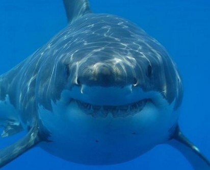 Statham, Fan to tackle the “Meg” in 2018