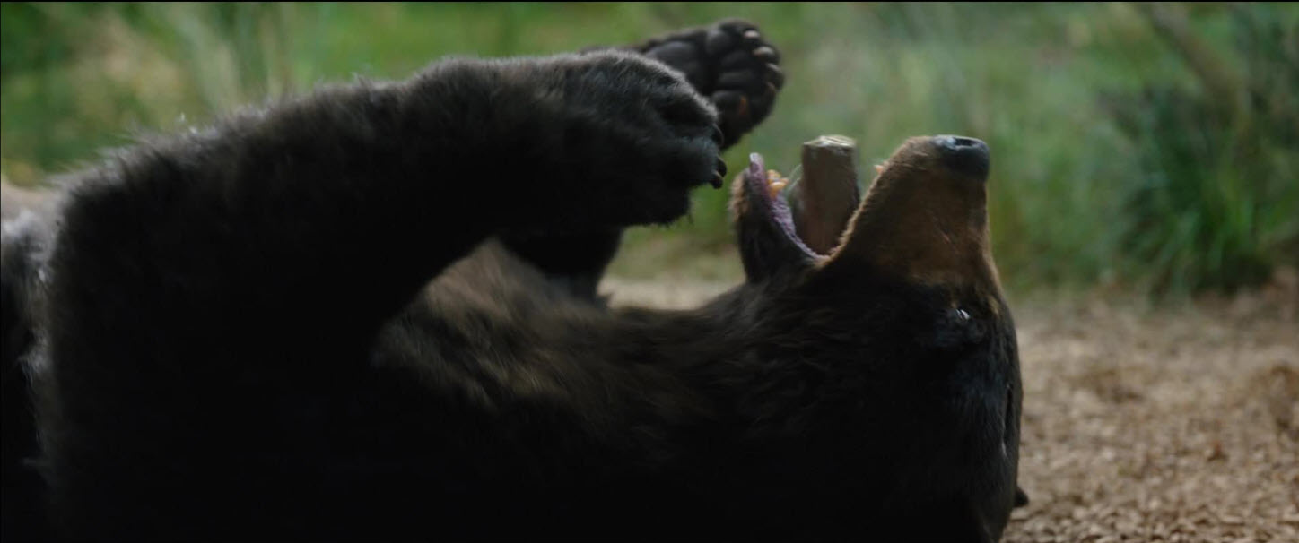 Cocaine Bear (USA, 2023)