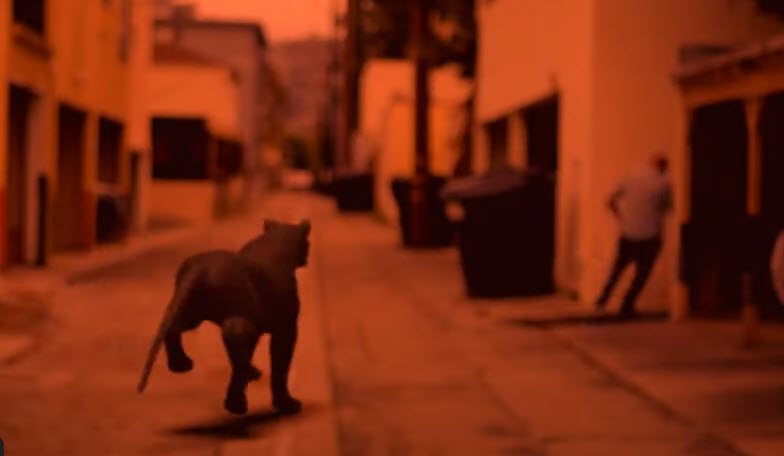 Cocaine Cougar (USA, 2023)