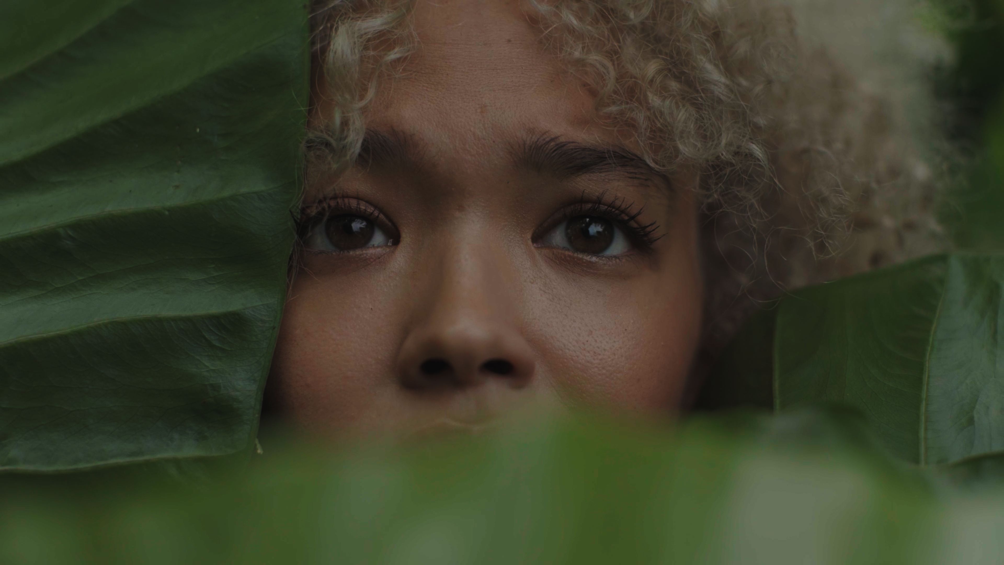 The Forest (BOS) (South Africa, 2025)